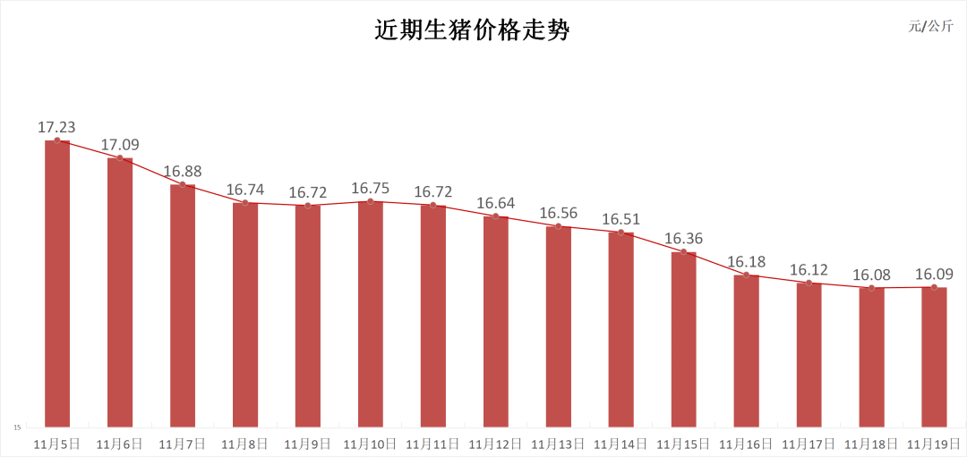 每日猪讯11.19