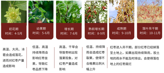 红枣：收购尾声 销区新货逐渐上市